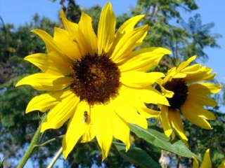 Wild Baguio Sunflowers