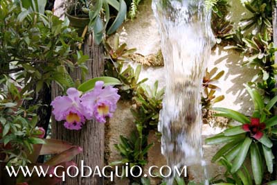 purple orchides beside a fountain